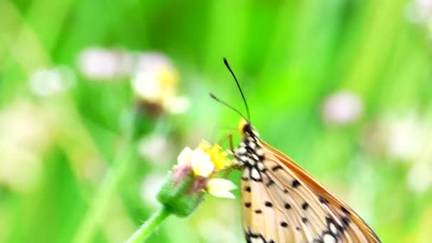 Тайський Метелик Саду Літня Квітка Метелик Метелик Метелик — стокове відео