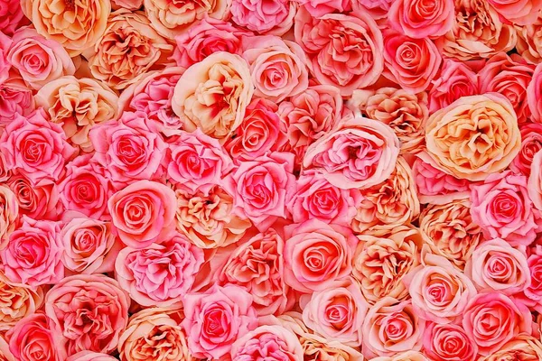 Love Day Pink Rose Background — ストック写真