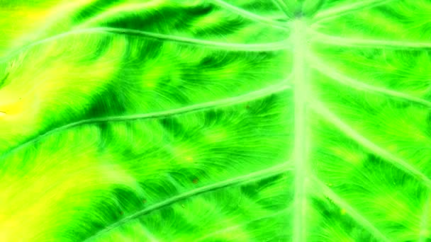Крупним Планом Який Фокус Текстурі Природи Зеленого Листя Фоні — стокове відео