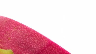 4K  Dragon fruit cut isolated on white backgound