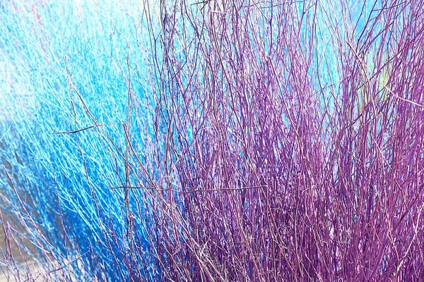 Colorful Stained Stalks Dyed Wood Lavender Fields Decorations Coffee Shops — Zdjęcie stockowe