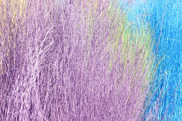 Colorful Stained Stalks Dyed Wood Lavender Fields Decorations Coffee Shops — Stock fotografie