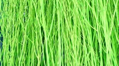 4K Colorful stained stalks dyed wood lavender fields decorations, coffee shops cafes houses texture and blackground