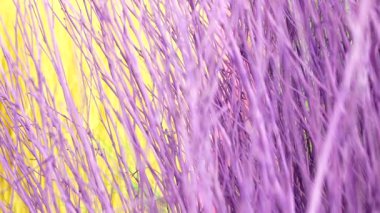 4K Colorful stained stalks dyed wood lavender fields decorations, coffee shops cafes houses texture and blackground