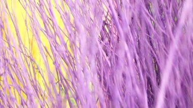 4K Colorful stained stalks dyed wood lavender fields decorations, coffee shops cafes houses texture and blackground