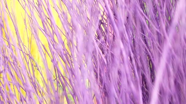 Colorful Stained Stalks Dyed Wood Lavender Fields Decorations Coffee Shops — Stock Video