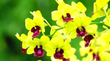 Beautiful thai yellow Orchid flowers blooming.close-up in nature background 4K