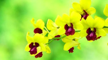 Beautiful thai yellow Orchid flowers blooming.close-up in nature background 4K