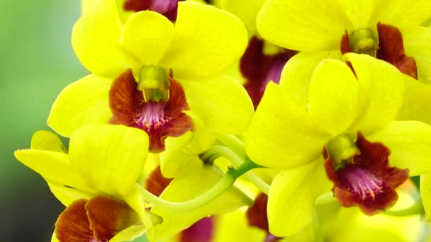 Beautiful Thai Yellow Orchid Flowers Blooming Close Nature Background — Video