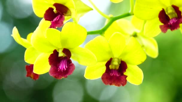 Beautiful Thai Yellow Orchid Flowers Blooming Close Nature Background — Wideo stockowe