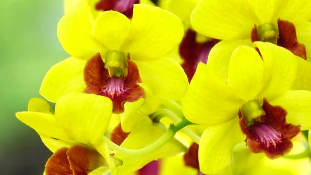 Beautiful Thai Yellow Orchid Flowers Blooming Close Nature Background — Wideo stockowe