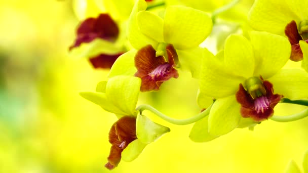 Beautiful Thai Yellow Orchid Flowers Blooming Close Nature Background — Stok video