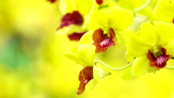 Beautiful Thai Yellow Orchid Flowers Blooming Close Nature Background — Video