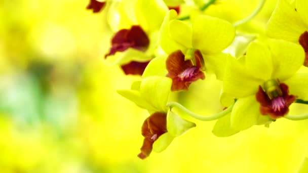 Beautiful Thai Yellow Orchid Flowers Blooming Close Nature Background — Stock video