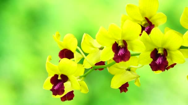 Beautiful Thai Yellow Orchid Flowers Blooming Close Nature Background — Wideo stockowe