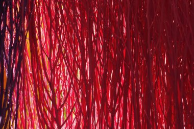 Colorful stained stalks dyed wood lavender fields decorations, coffee shops cafes houses texture and background