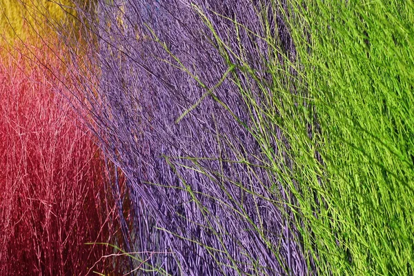 Colorful Stained Stalks Dyed Wood Lavender Fields Decorations Coffee Shops — Photo