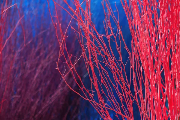 Colorful Stained Stalks Dyed Wood Lavender Fields Decorations Coffee Shops — Zdjęcie stockowe