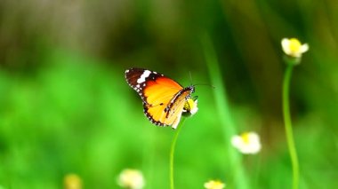 HD 1080p 250 fps ağır çekim Tayland güzel kelebeği çayır çiçekleri doğa