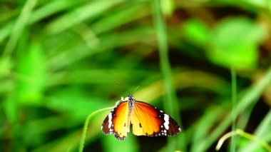 HD 1080p 250 fps ağır çekim Tayland güzel kelebeği çayır çiçekleri doğa