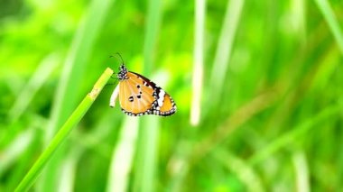 HD 1080p 250 fps ağır çekim Tayland güzel kelebeği çayır çiçekleri doğa