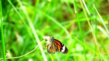 HD 1080p 250 fps ağır çekim Tayland güzel kelebeği çayır çiçekleri doğa