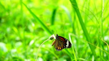 HD 1080p 250 fps ağır çekim Tayland güzel kelebeği çayır çiçekleri doğa