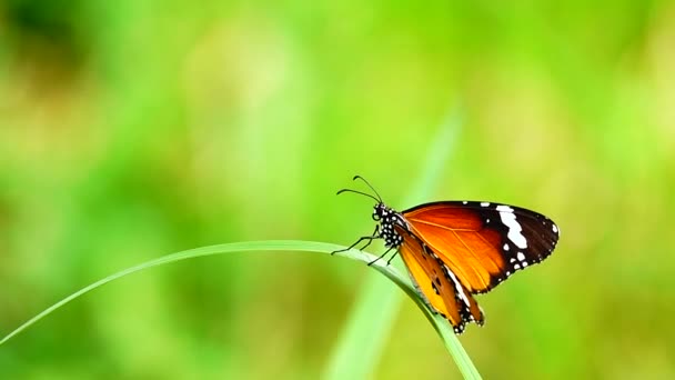 1080P 250Fps Slow Motion Thai Beautiful Butterfly Meadow Flowers Nature — Stock Video