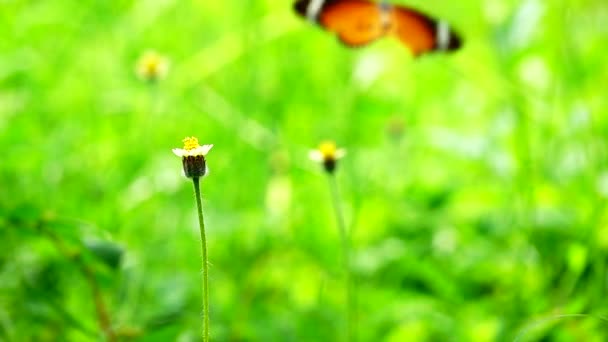 1080P 250Fps Slow Motion Thai Beautiful Butterfly Meadow Flowers Nature — Stock Video