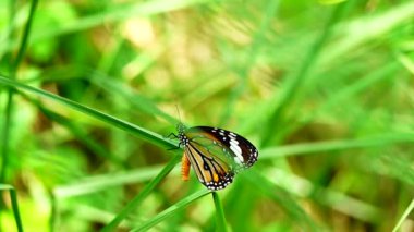 HD 1080p Süper yavaş Tayland Kelebeği Çayırda Çiçeklerde Böcek Doğa