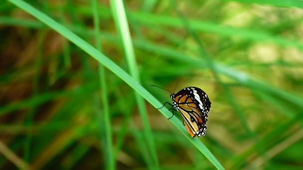 1080超遅いタイ蝶で牧草地の花昆虫屋外の自然 — ストック動画