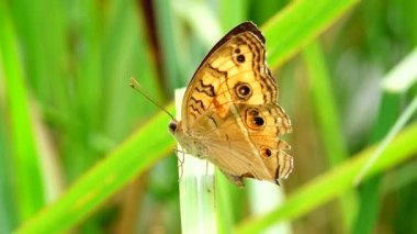 4K Tayland kelebeği bahçe bahçesinde yaz çiçeği ve kelebek çiçeği kelebeği