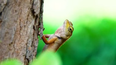 Thai Chameleon stay alone and hanging down on the tree with blur background