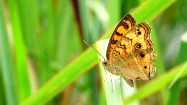 Tajski Motyl Ogrodzie Ogród Lato Kwiat Motyl Kwiat Motyl Motyl — Wideo stockowe