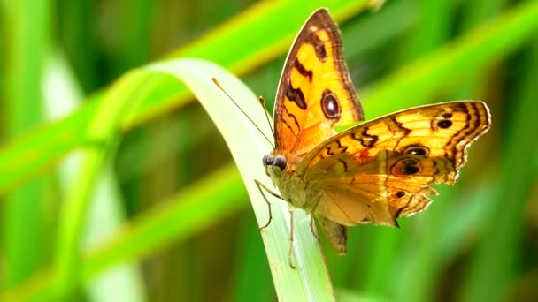 Thai Butterfly Garden Garden Summer Flower Butterfly Flower Butterfly Flower — Stock Video