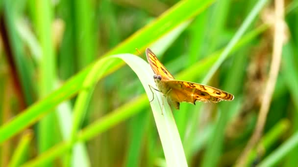 Thai Butterfly Garden Garden Summer Flower Butterfly Flower Butterfly Flower — Vídeo de Stock