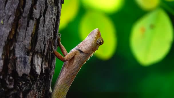 Thai Chameleon Stay Alone Hanging Tree Blur Background — Vídeo de Stock