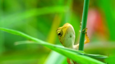 Thai Chameleon stay alone and hanging down on the tree with blur background