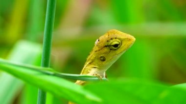 Thai Chameleon stay alone and hanging down on the tree with blur background