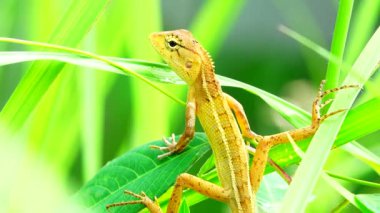 Thai Chameleon stay alone and hanging down on the tree with blur background
