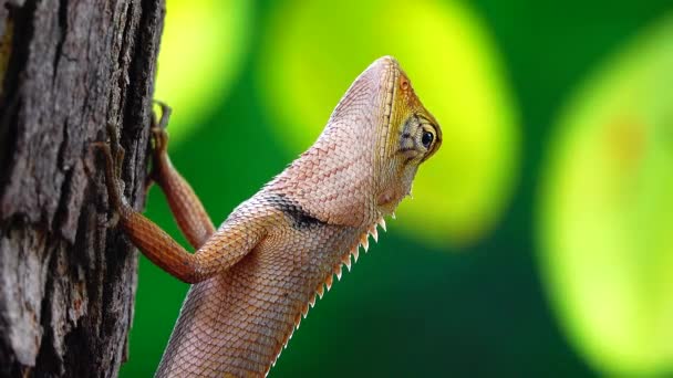 Thai Chameleon Stay Alone Hanging Tree Blur Background — Vídeo de Stock