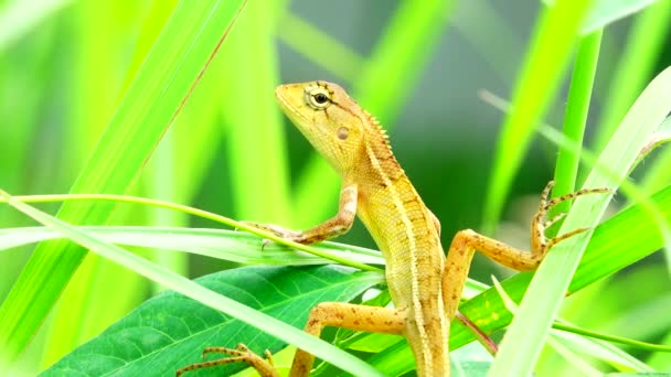 Thai Chameleon Stay Alone Hanging Tree Blur Background — Video