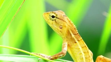 Thai Chameleon stay alone and hanging down on the tree with blur background