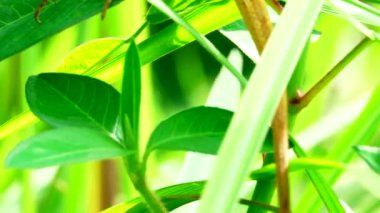 Thai Chameleon stay alone and hanging down on the tree with blur background