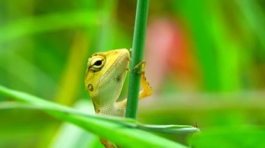 Thai Chameleon stay alone and hanging down on the tree with blur background