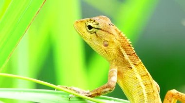 Thai Chameleon stay alone and hanging down on the tree with blur background
