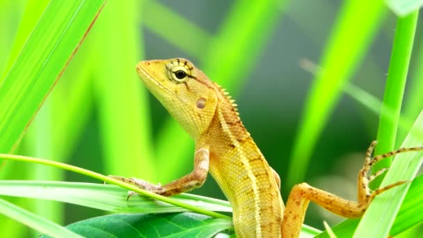 Thai Chameleon Stay Alone Hanging Tree Blur Background — Wideo stockowe