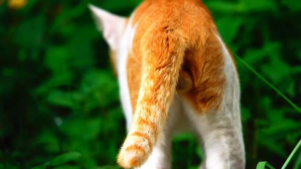 Portrait Thai Cat Nature — Video Stock