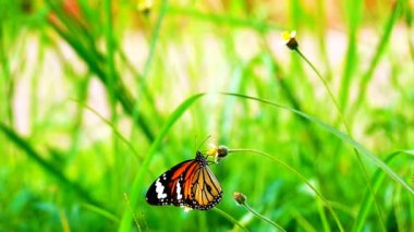 HD 1080p süper yavaş 250 fps Tayland kelebeği çayır çiçeklerinde doğa böceği