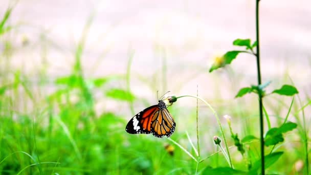 1080P超低速250Fps牧草地の花でタイ蝶昆虫屋外自然 — ストック動画